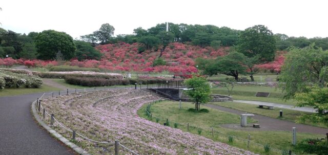 長峰公園（栃木県矢板市）のつつじが綺麗♪芝桜や展望台でリフレッシュできました。